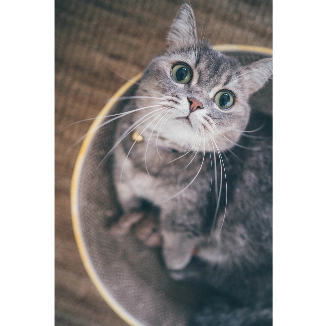 Cozy Cat Scratcher Bowl