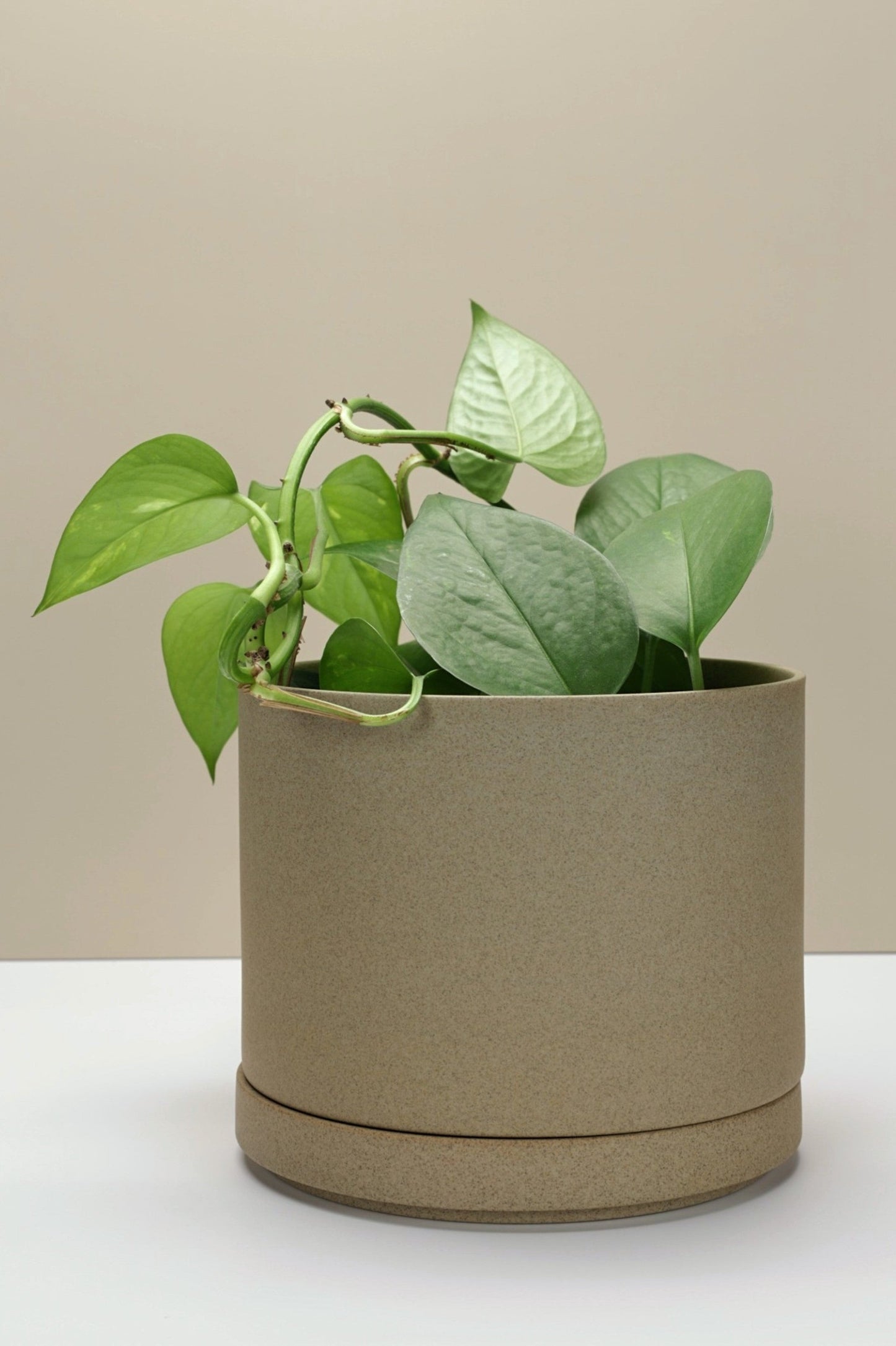 Large Hasami Porcelain Planter Set