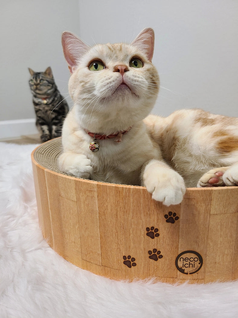 Cozy Cat Scratcher Bowl